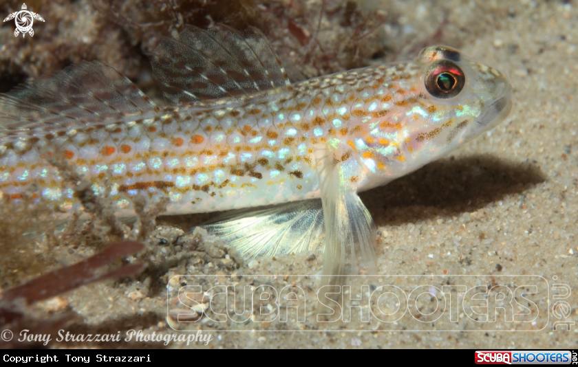 A Sloth goby