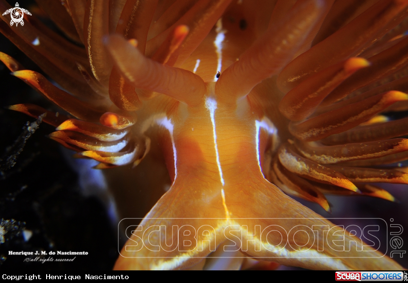 A Nudibranch