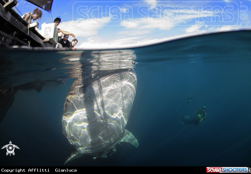 A whale shark