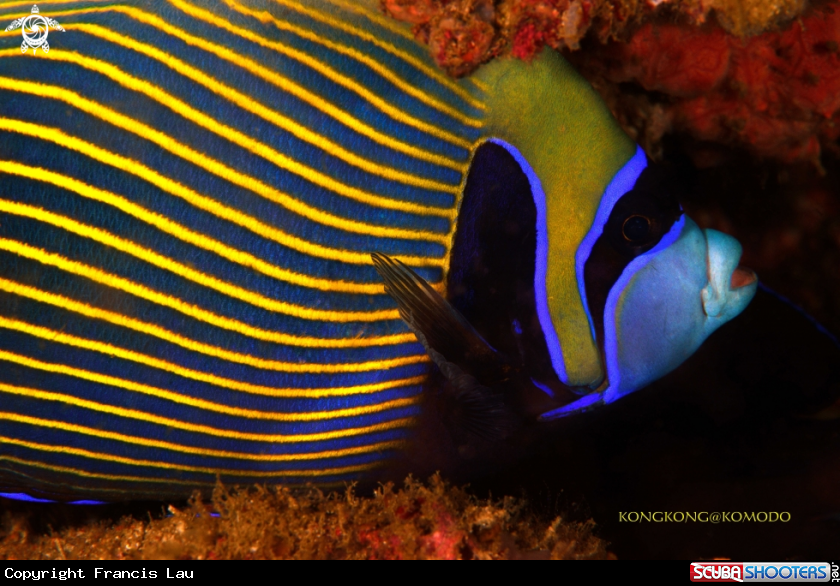 A Angelfish
