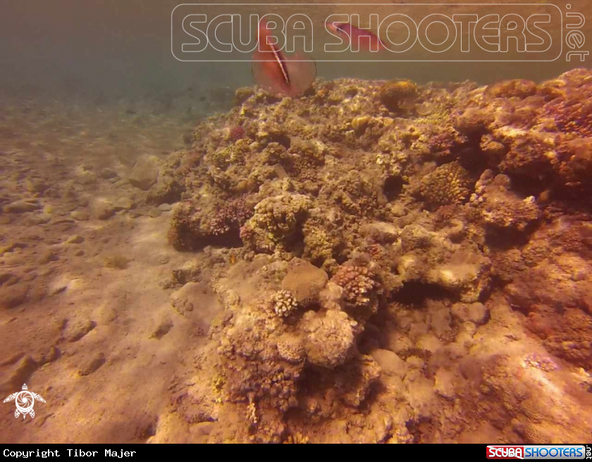 A Bigfin reef squid