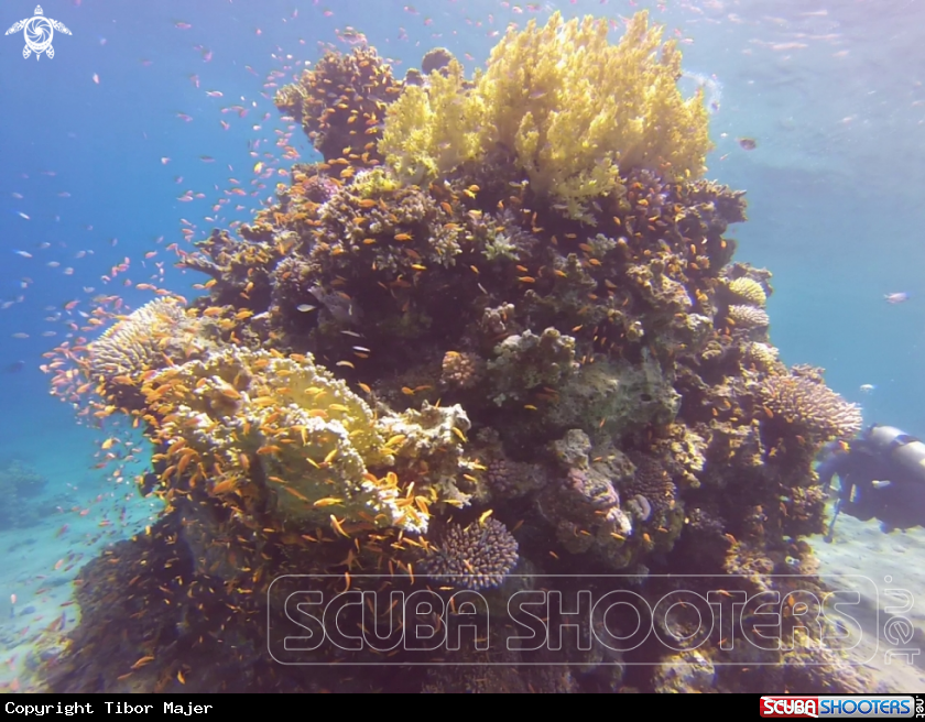 A Reef
