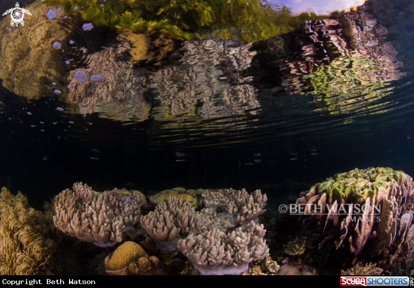 A Reef Scene