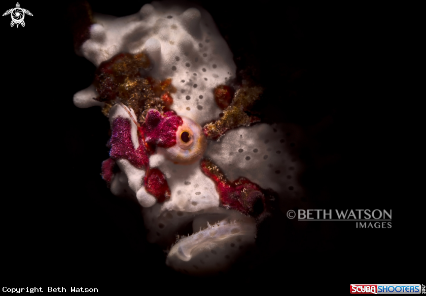 A Frogfish