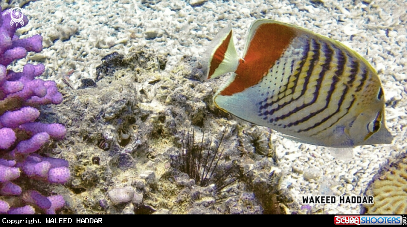 A Crown Butterflyfish.