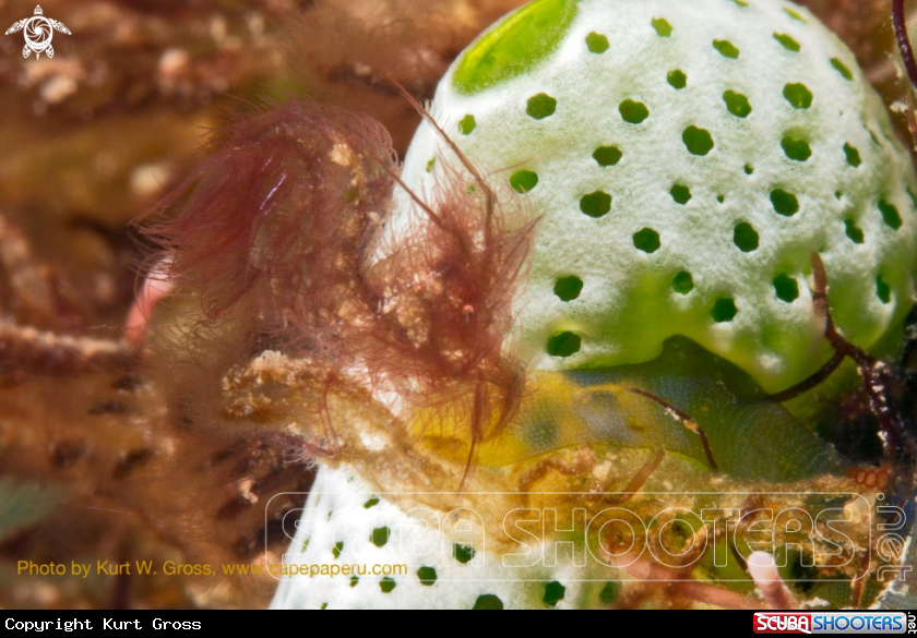 A Hairy shrimp