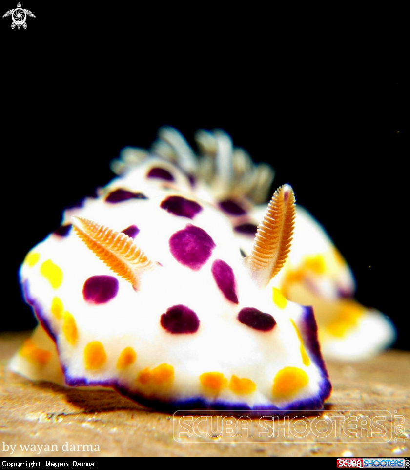 A Goniobranchus collingwoodi 