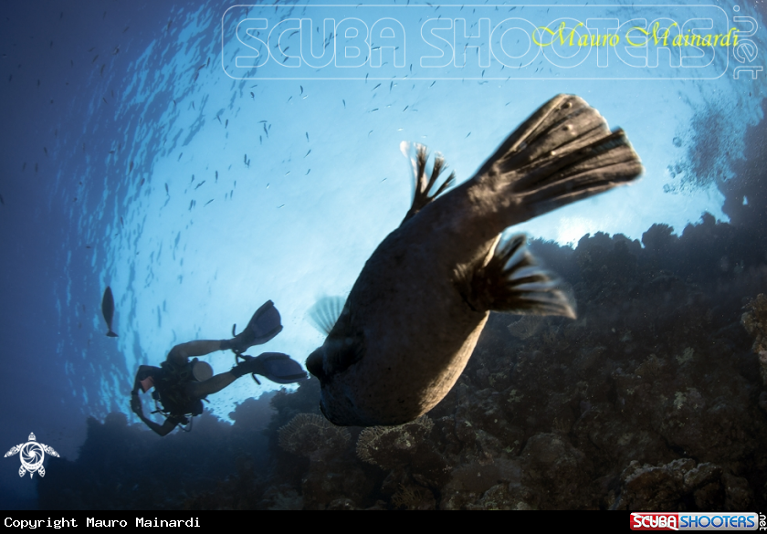 A Pufferfish
