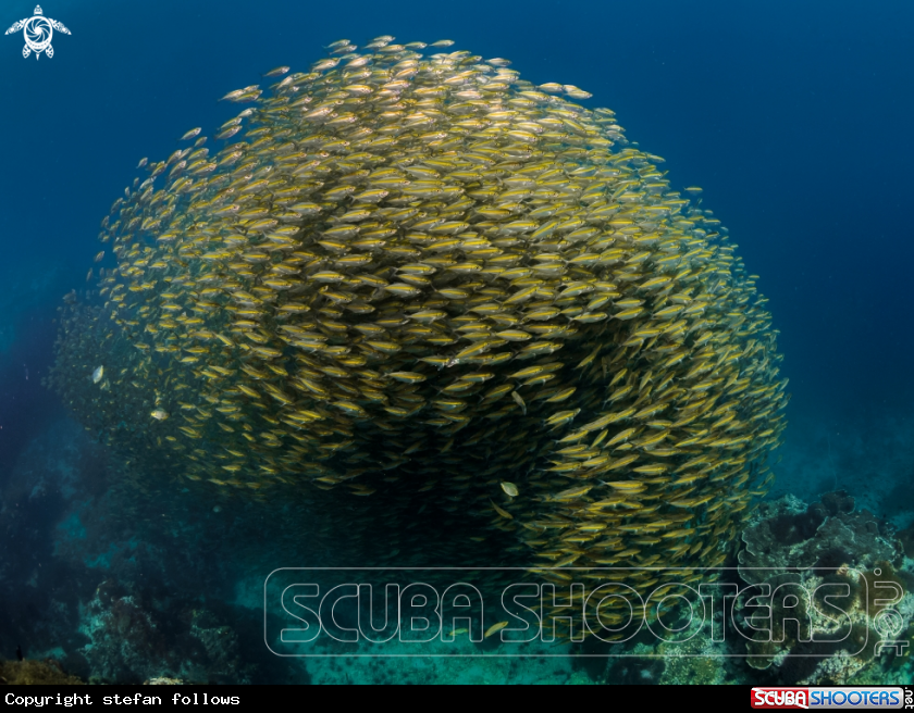A Oxeye Scad