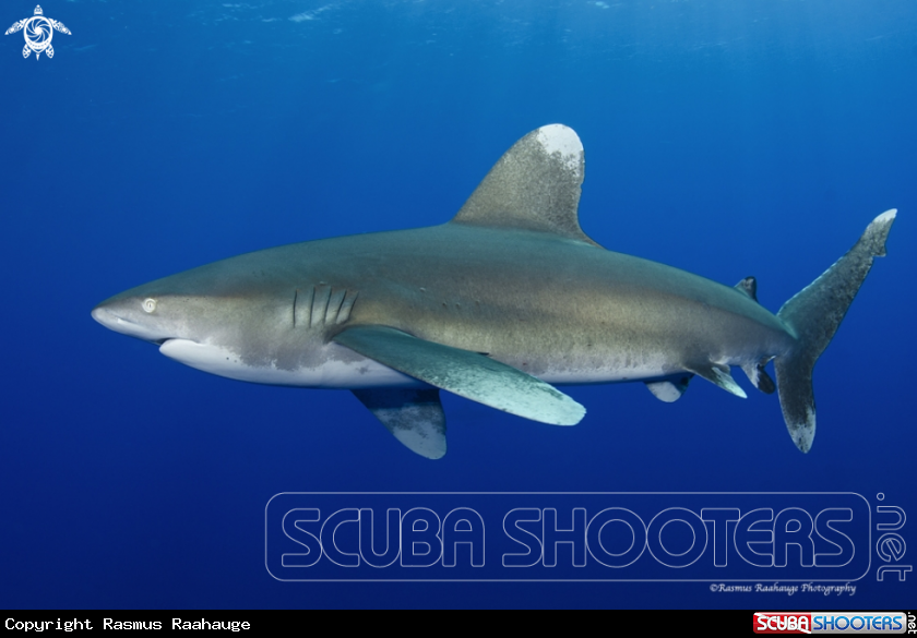 A Oceanic white tip shark