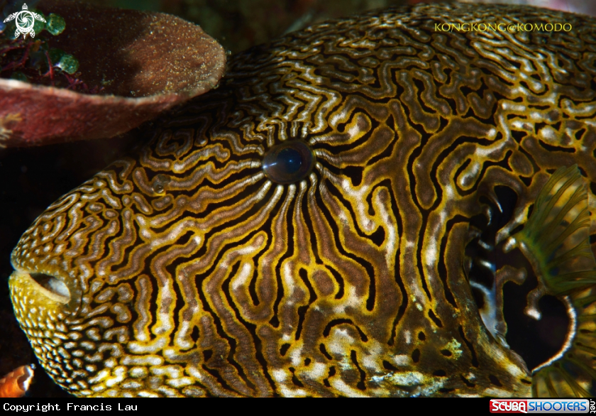 A Puffer