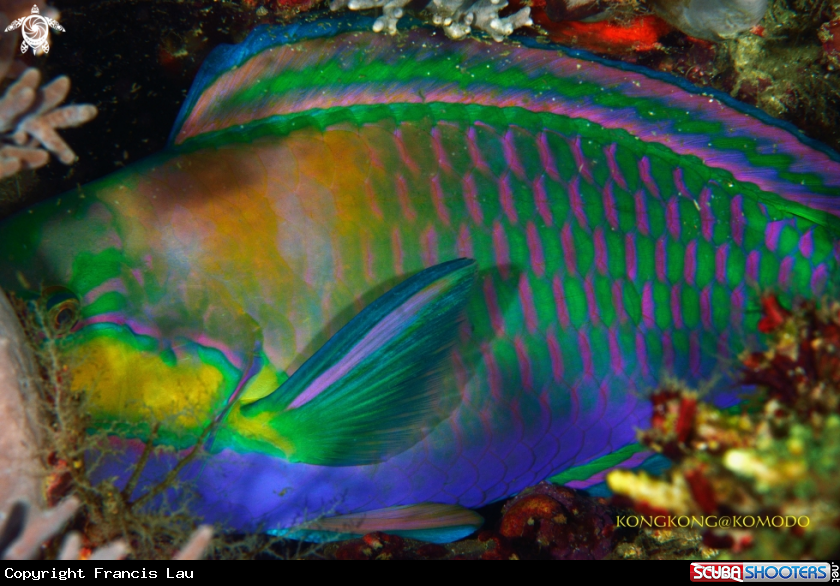 A Parrotfish
