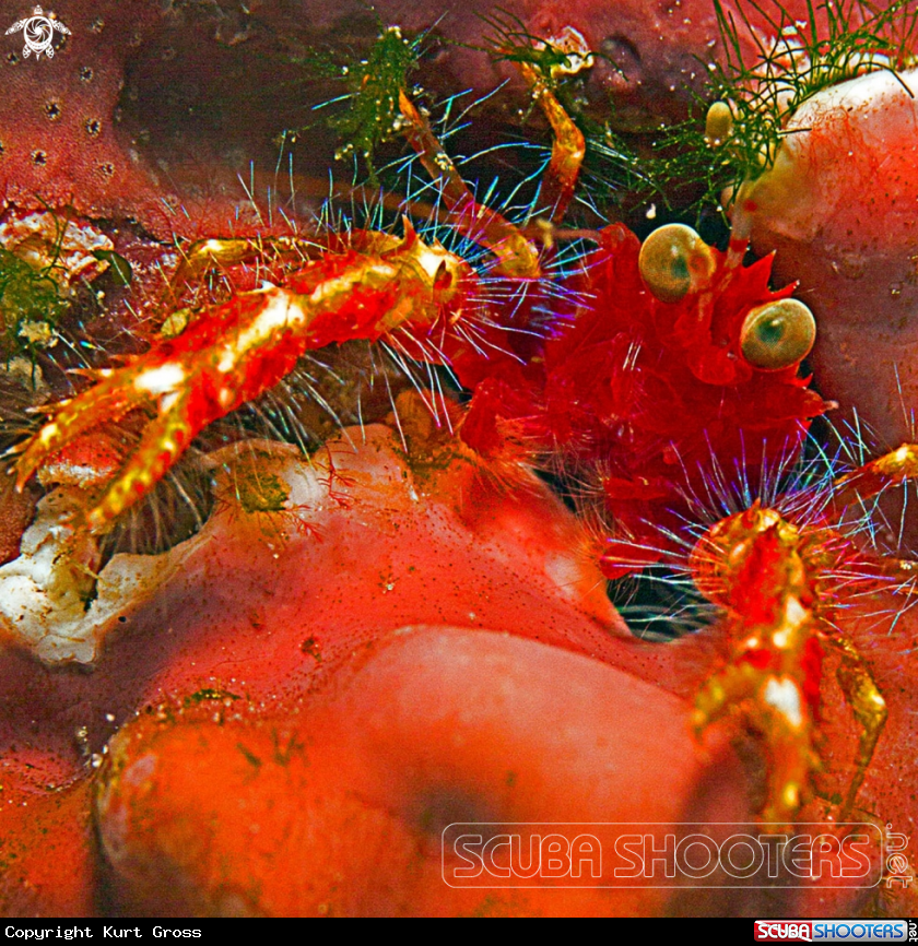 A Olivar's Lobster
