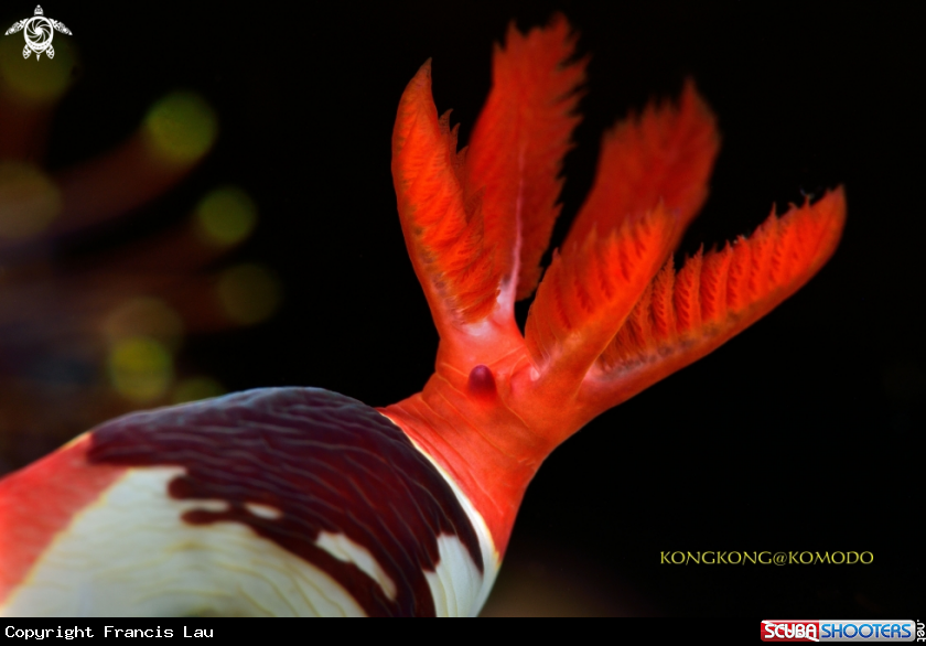 A Nudibranch Grills