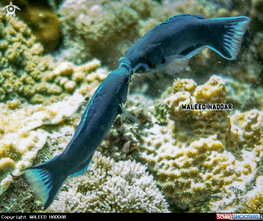 A Warsses fish