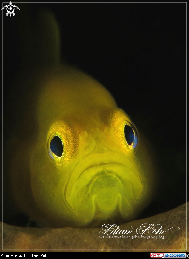 A Lemon Goby