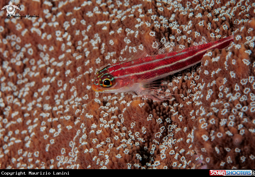 A Neon triplefin