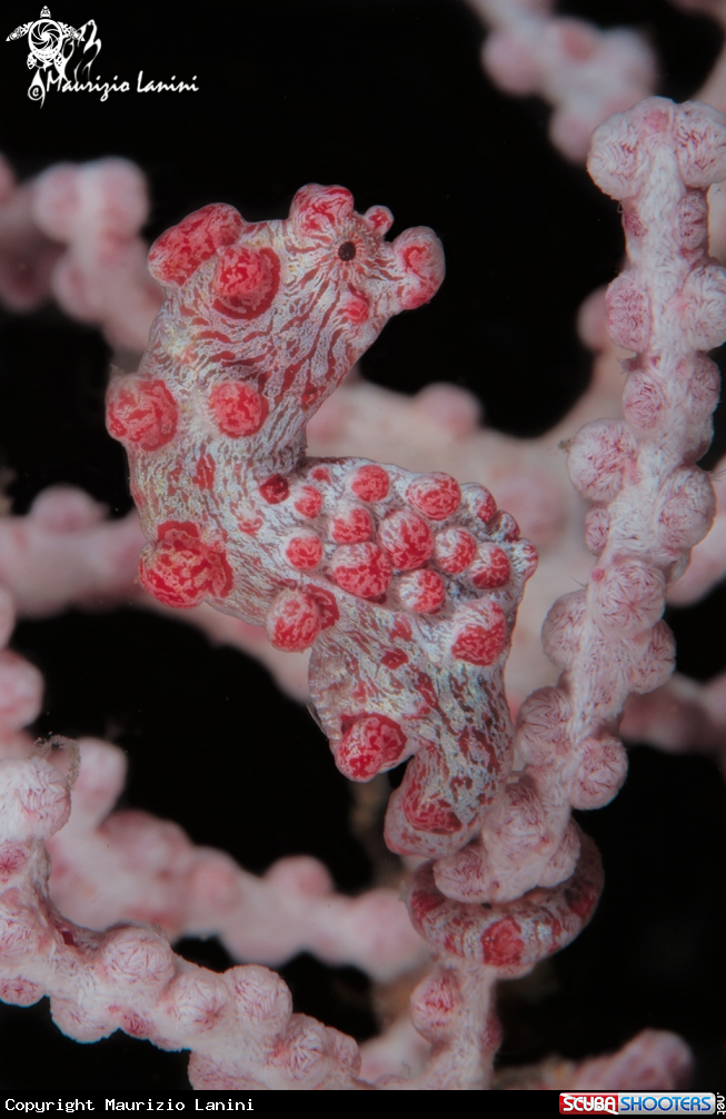A Pigmy sea horse