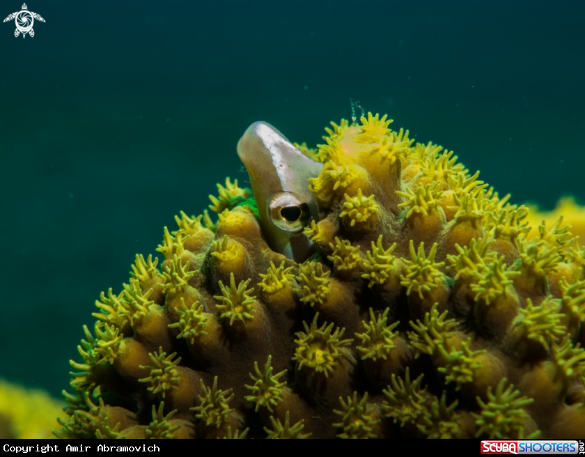 A underwater creature