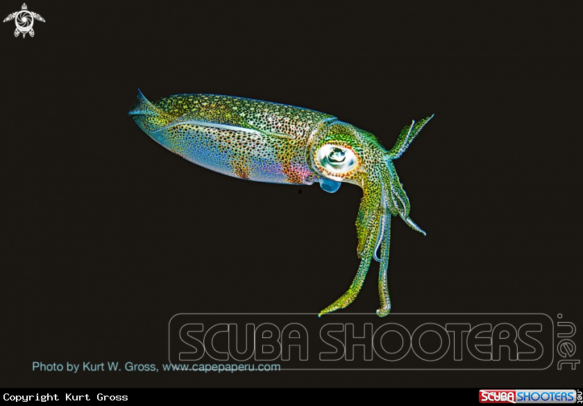 A Squid