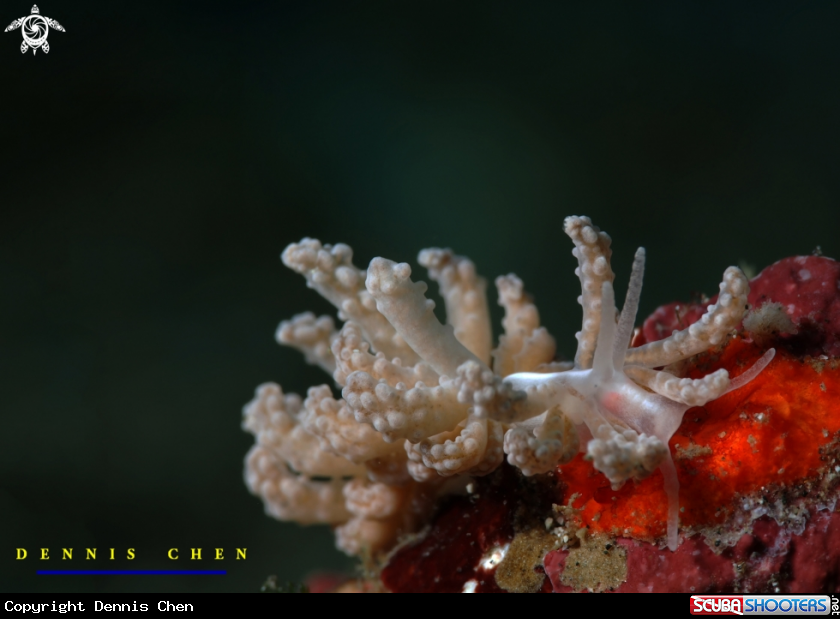 A Cryptic Phyllodesmium