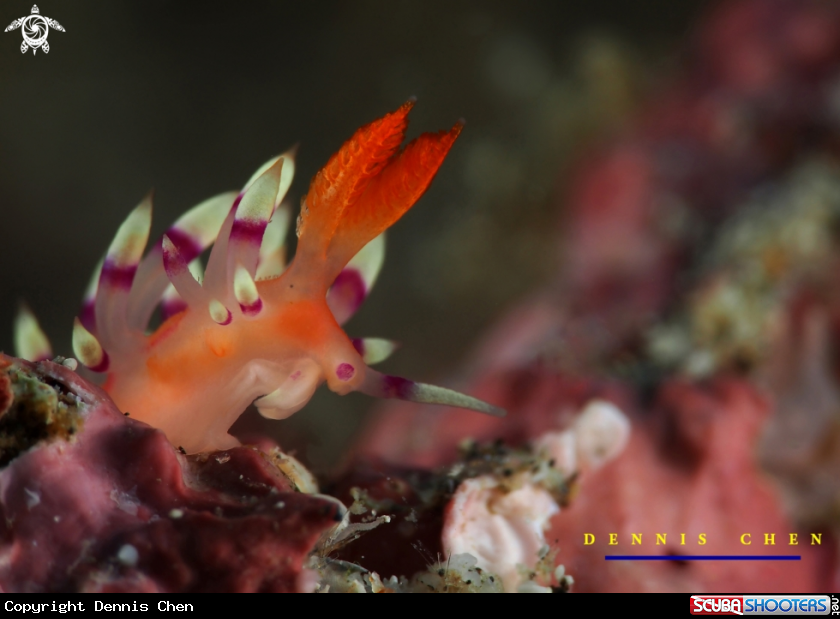 A Flabellina 