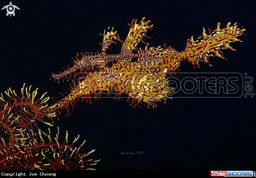 A Ghostpipefish 