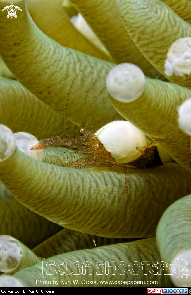 A Bubble Shrimp