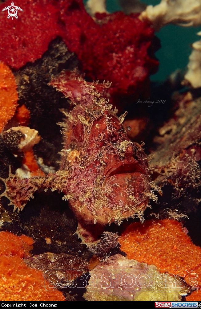 A Frog fish
