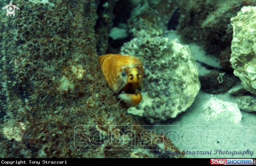 A Green moray eel
