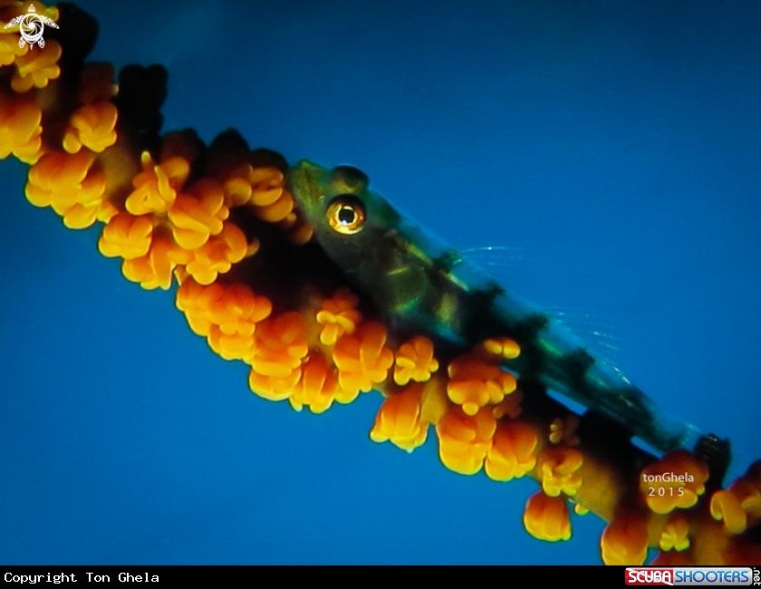 A Whip Coral Goby