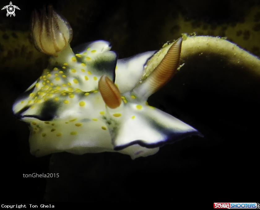 A Nudibranch