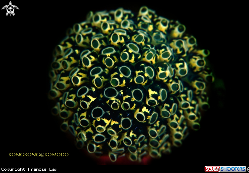 A Coral