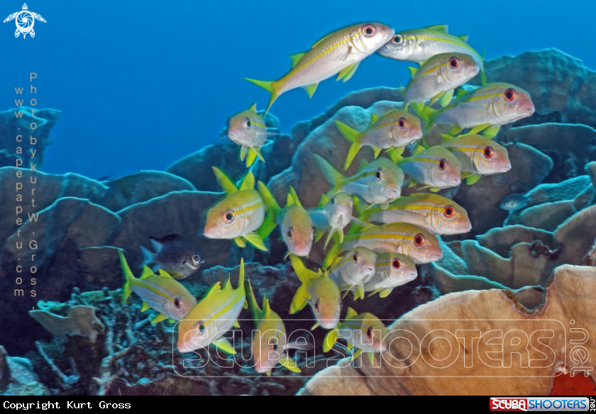 A yellow Snappers