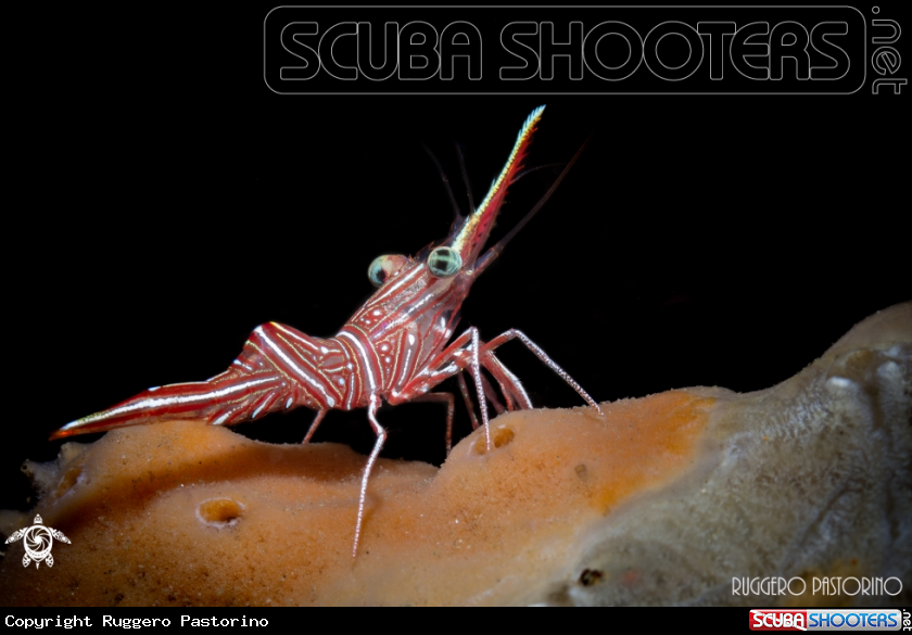 A Cleaner shrimp