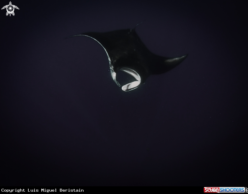 A Manta Birostris