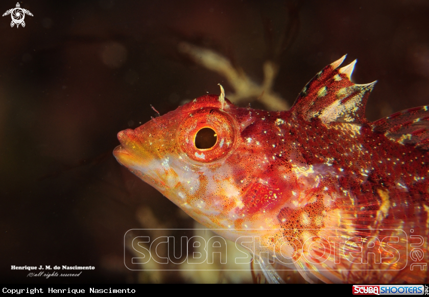 A Fish - Blennioidei