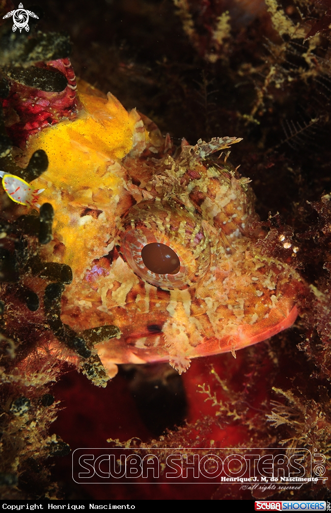 A Fish & Nudi