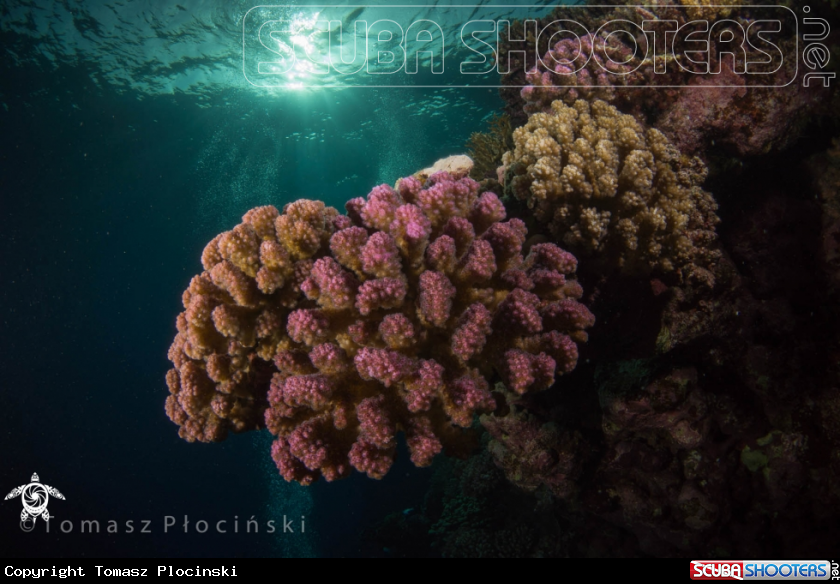 A Underwater Life