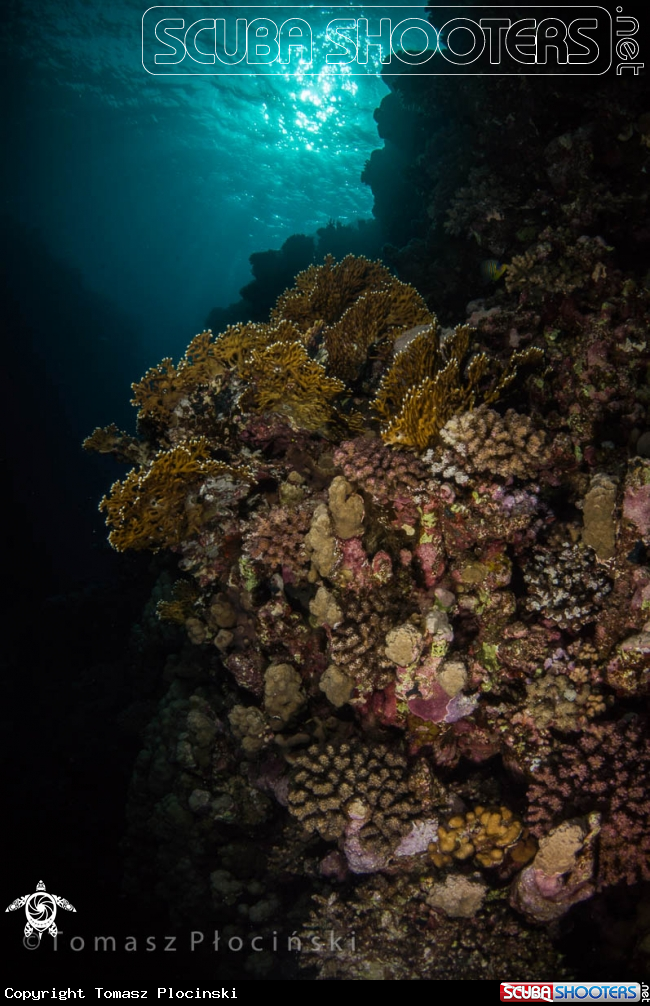 A Underwater Life