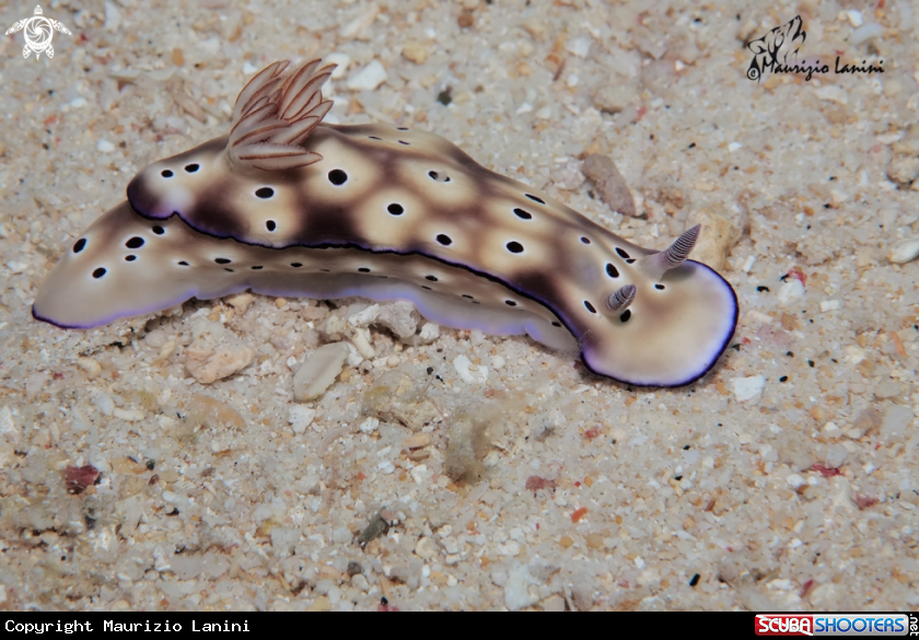 A Nudibranch