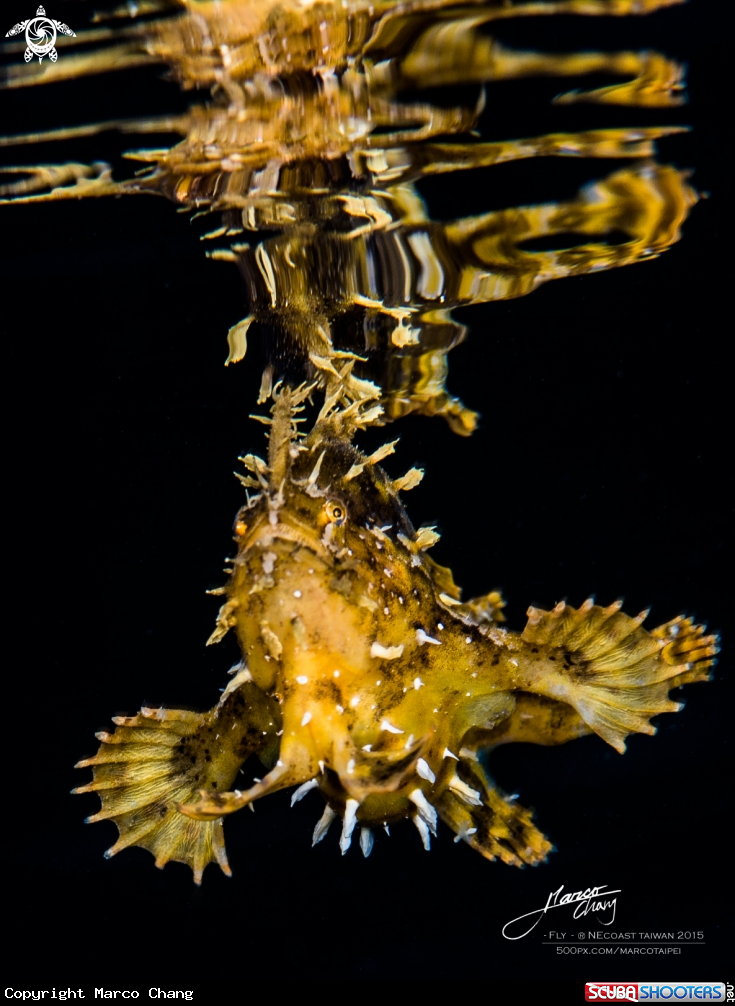 A frogfish