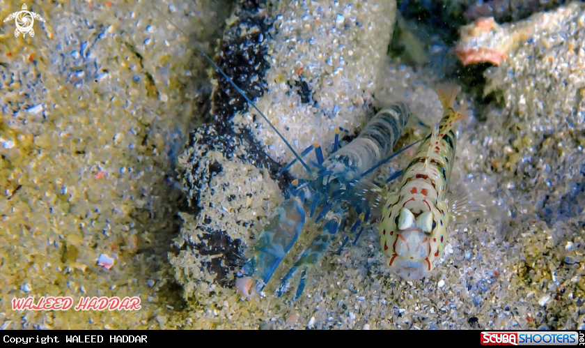 A Goby fish and Shrimp