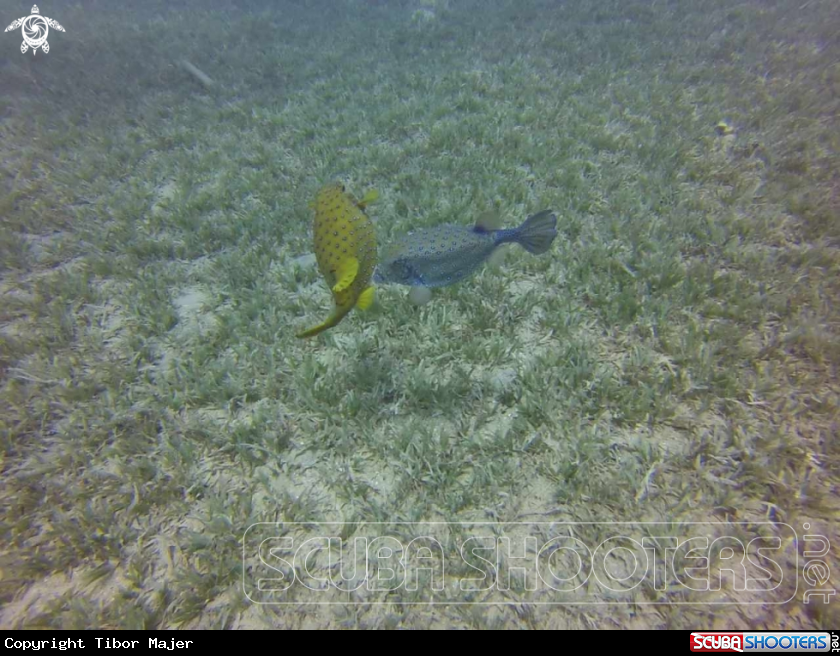 A Boxfish