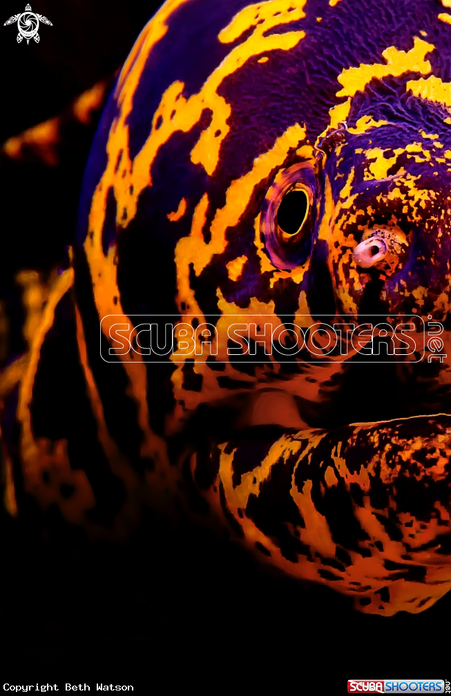 A Chain Moray Eel