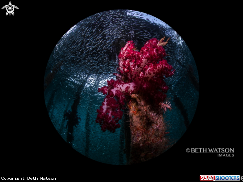 A Soft Coral