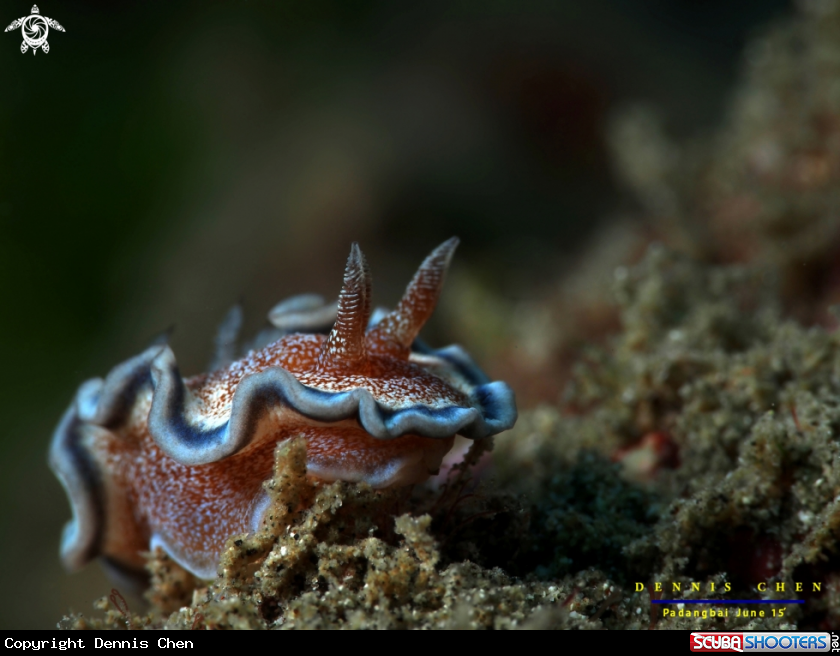 A Glossodoris hikuerensis 