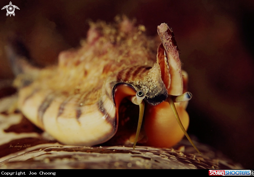 A Conch