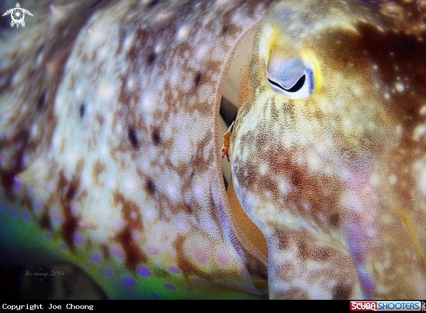 A Cuttlefish & emperor shrimp