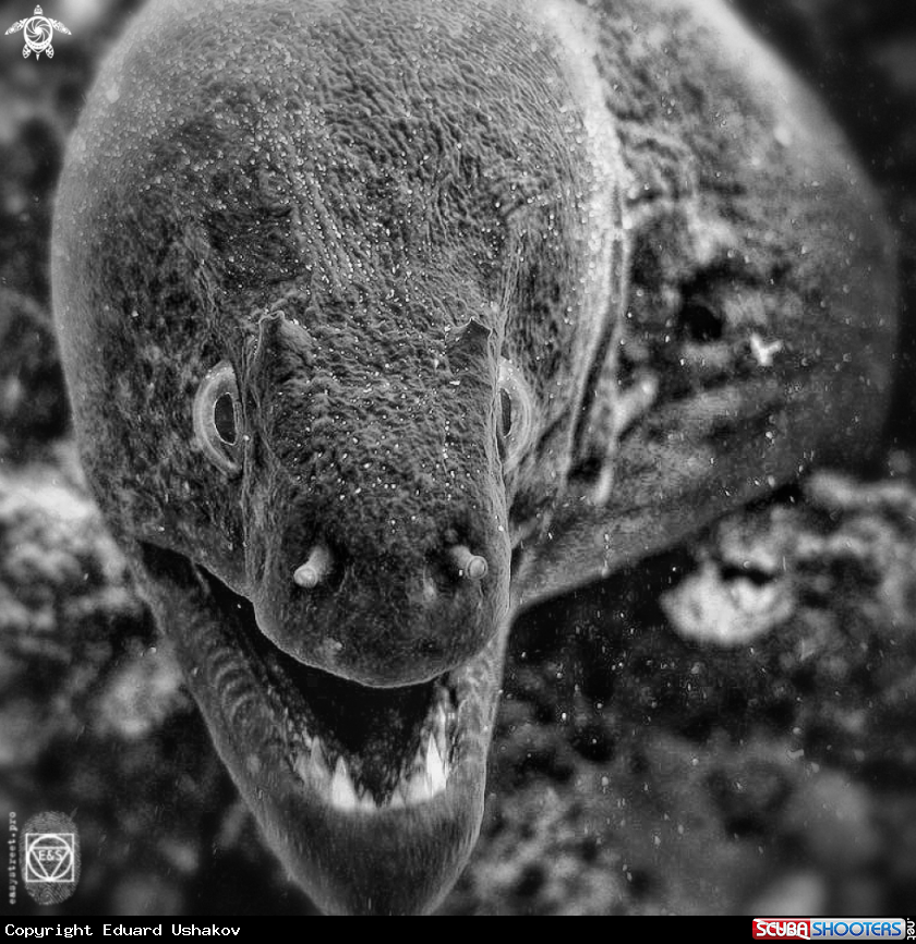 A Moray eel